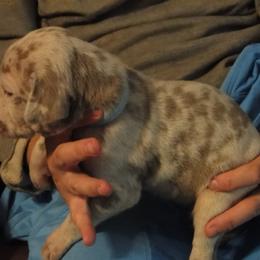 Cardigan Welsh Corgi and Great Dane Puppies from Red Oak Farm and Kennel