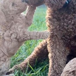 Bordoodles and Poodles from Poo's Doo's & Inu's