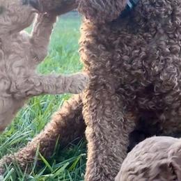 Bordoodles and Poodles from Poo's Doo's & Inu's