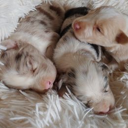 Border Collie Puppies from HarborMist