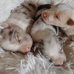 Border Collie Puppies from HarborMist