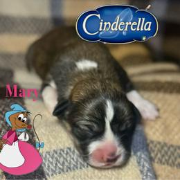 Mary - Sable female Pembroke Welsh Corgi puppy in Valley, Washington from Corgis of the Mountain Valley