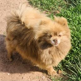 Rowyn - Brindle female Pomeranian puppy in Buck Valley, Pennsylvania from Buck Valley Pomeranians