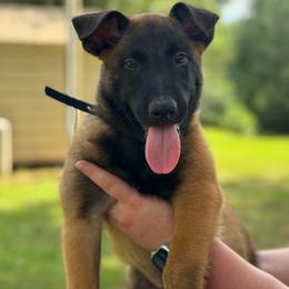 Blue Collar - Fawn male Belgian Malinois puppy in Westminster, South Carolina from Fromage Malinois