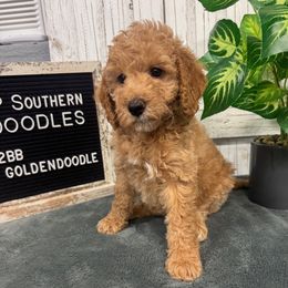 Stella's Yellow Collar Girl 2350.00 - Red  female Goldendoodle puppy in Alvin, Texas from JP Southern Doodles