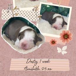 Dusty - Red tri-color male Australian Shepherd puppy in Marshall, Virginia from Greywood Farm Aussies
