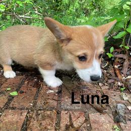 Luna - Sable female Pembroke Welsh Corgi puppy in Apison, Tennessee from Ashmore Corgis