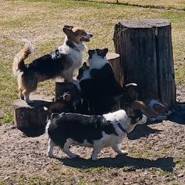 Astrid - Pembroke Welsh Corgi