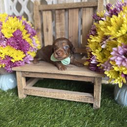 Chocolate and tan long male - Chocolate and tan male Dachshund puppy in Wills Point, Texas from East Mini Dachshunds Texas