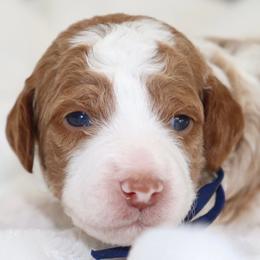 Linus - Parti male Goldendoodle puppy in Stratford, New Jersey from Meadow Lark Doodles
