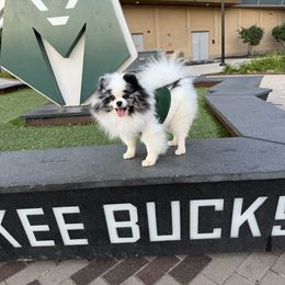 Giannis - Pomeranian