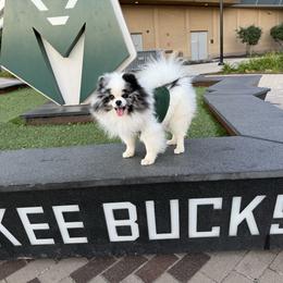 Giannis - Pomeranian