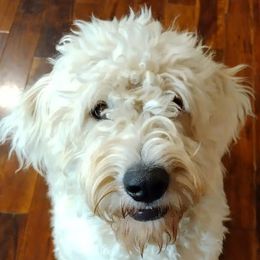 Alexandria - Goldendoodle