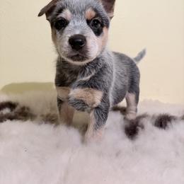 Hampshire - Blue speckled male Australian Cattle Dog puppy in Pierpont, Ohio from Spotted Ewe ACDs