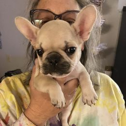 Peaches - French Bulldog