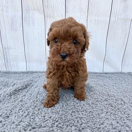 Truffle (AKC) - Red  male Poodle puppy in Riverside, California from Red Toy Poodle World