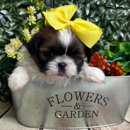 Lucy - Tricolor female Shih Tzu puppy in Claremont, California from Lovable Shih Tzus