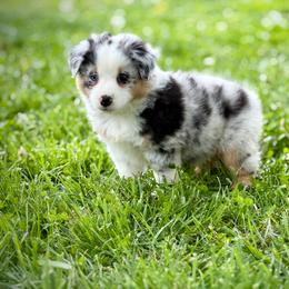 Bam Bam - Blue merle female Miniature American Shepherd puppy in Clinton, Missouri from Mockingbirds American Minis