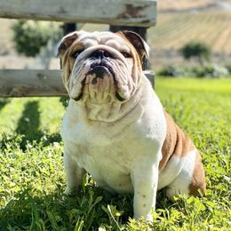 Mosey - Bulldog