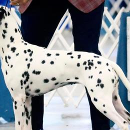 Dalmatians from Wonderland Dalmatians