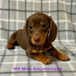 Brownie - Chocolate and tan male Dachshund puppy in Carlsbad, Texas from MV Mini Dachshunds