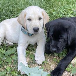 Labrador Retrievers from Serenity Labs
