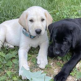 Labrador Retrievers from Serenity Labs