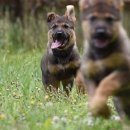 German Shepherd Puppies from Patriot Shepherds