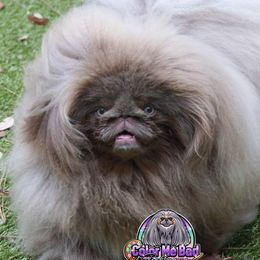 Ego - Pekingese