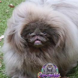 Ego - Pekingese