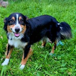 Maggie - Australian Shepherd
