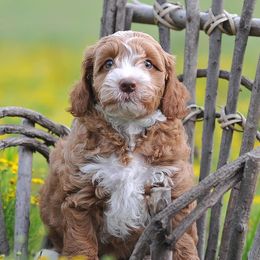 Australian Labradoodle Puppies from Lake Blue Australian Labradoodles