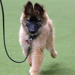 Belgian Tervuren from Karrie's Belgian Tervuren