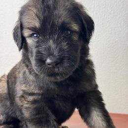 Boy 2 - Blue Collar - Pepper and salt male Giant Schnauzer puppy in St George, Utah from Schnauzer Ranch