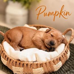 Pumpkin - Golden female Golden Retriever puppy in San Bernardino, California from Thegoldendreams1
