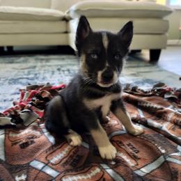 AKC Lancelot - Agouti and white male Siberian Husky puppy in Cedarville, Ohio from Evereve Kennels