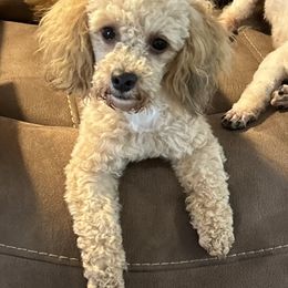 Muffin - Poodle