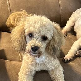Muffin - Poodle