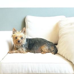 Cocoa - Yorkshire Terrier