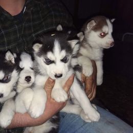 Siberian Husky Puppies from Glacier Run Huskies