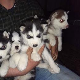 Siberian Husky Puppies from Glacier Run Huskies