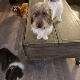 Mickey moo - Dachshund