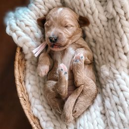 Light Pinkk Collar - Apricot female Goldendoodle puppy in Corona, California from West Coast Goldendoodles