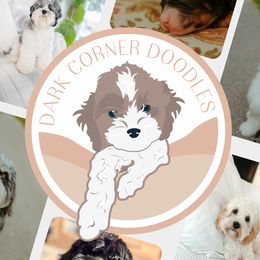 Aussiedoodles and Cockapoos from Dark Corner Doodles