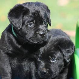 Labrador Retrievers from Wiscoy Labradors