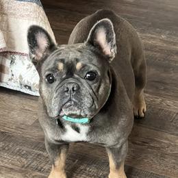 Sophie - French Bulldog