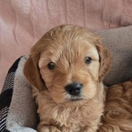 Cavapoo Puppies from Jessie's Puppies