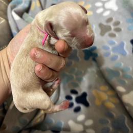 Eden - Cream female Dachshund puppy in Wichita Falls, Texas from Long Dogs in The Falls