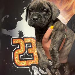 Ember - Fawn brindle female Bullmastiff puppy in South Attleboro, Massachusetts from Bessettes Bullies