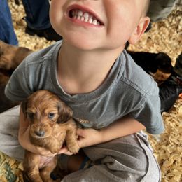 Boy 2 - Red male Dachshund puppy in Benton City, Washington from DOXA Miniature Dachshunds